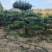 精品造型黑松，山东造型油松基地批发直售一棵也是骨折价