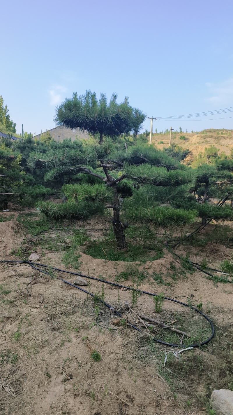 精品造型黑松，山东造型油松基地批发直售一棵也是骨折价