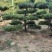 精品造型黑松，山东造型油松基地批发直售一棵也是骨折价