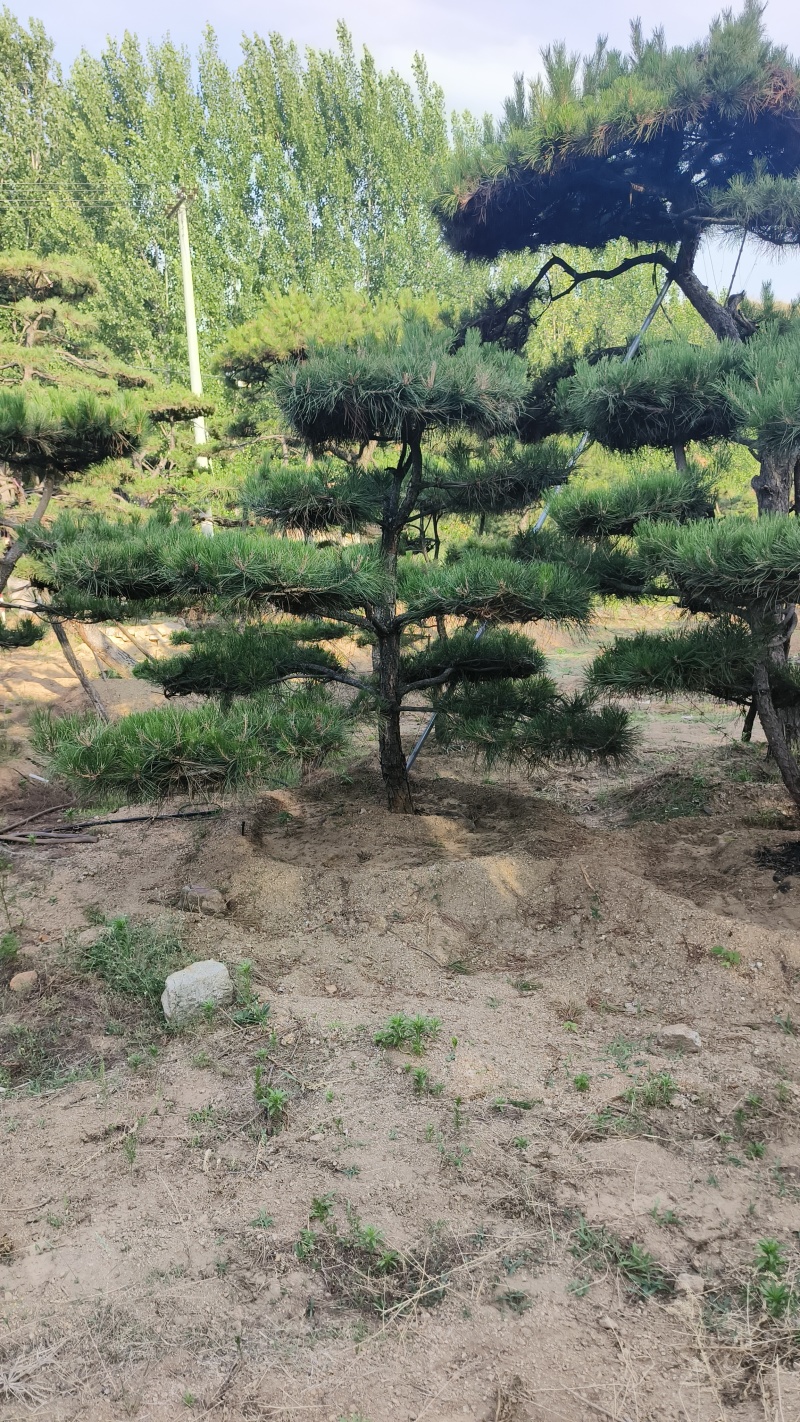 精品造型黑松，山东造型油松基地批发直售一棵也是骨折价
