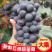 🔥大棚无籽巨峰紫色葡萄的天花板颜色美果粉好