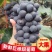 🔥大棚无籽巨峰紫色葡萄的天花板颜色美果粉好