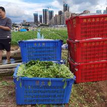 深圳鸡毛菜