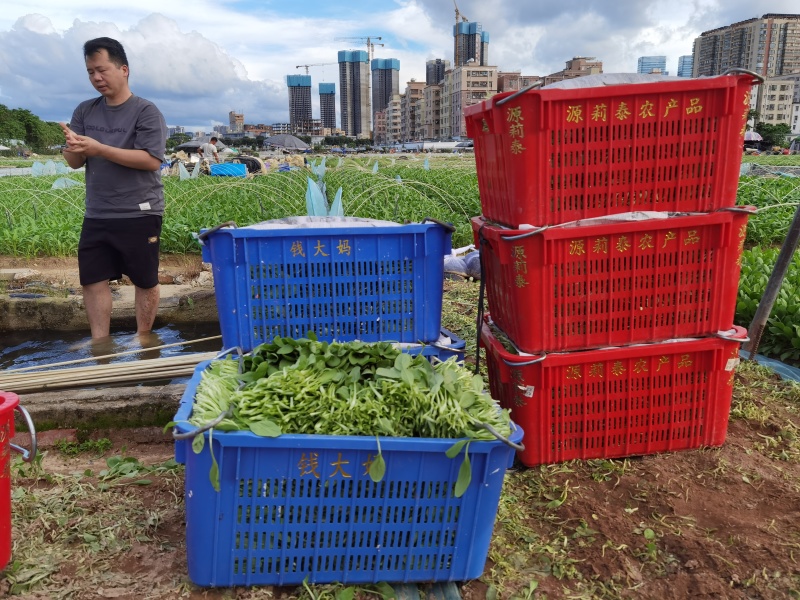 深圳鸡毛菜