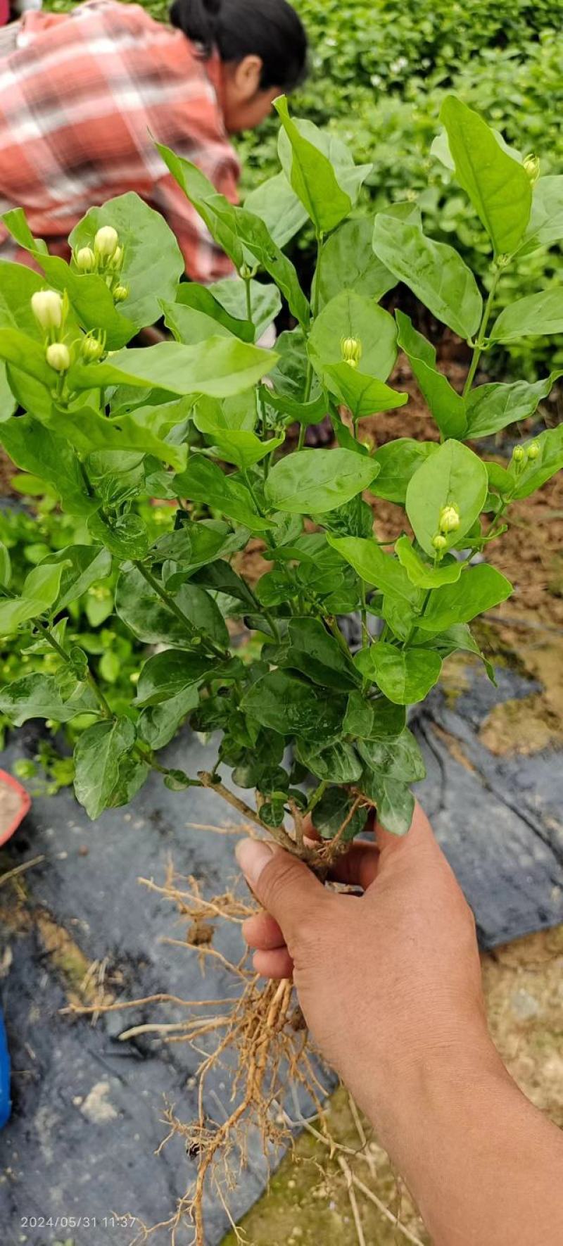 茉莉花地摊供应车厘子树苗木槿花树莓葡萄苗