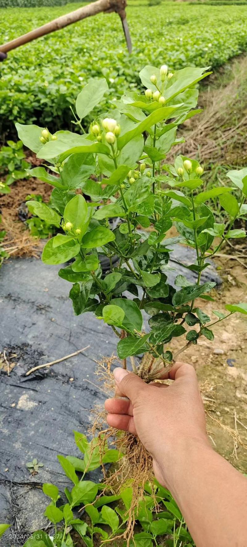 茉莉花地摊供应车厘子树苗木槿花树莓葡萄苗