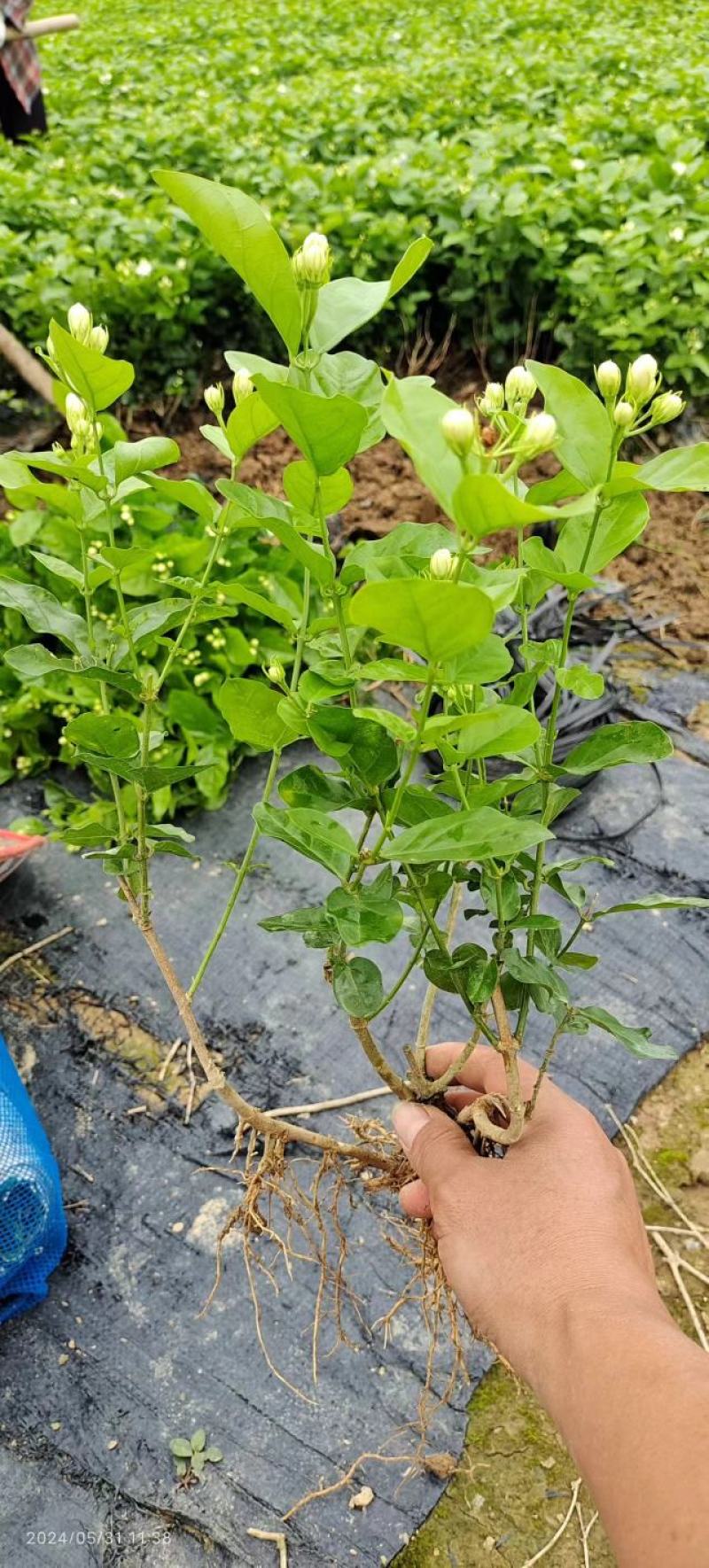 茉莉花地摊供应车厘子树苗木槿花树莓葡萄苗