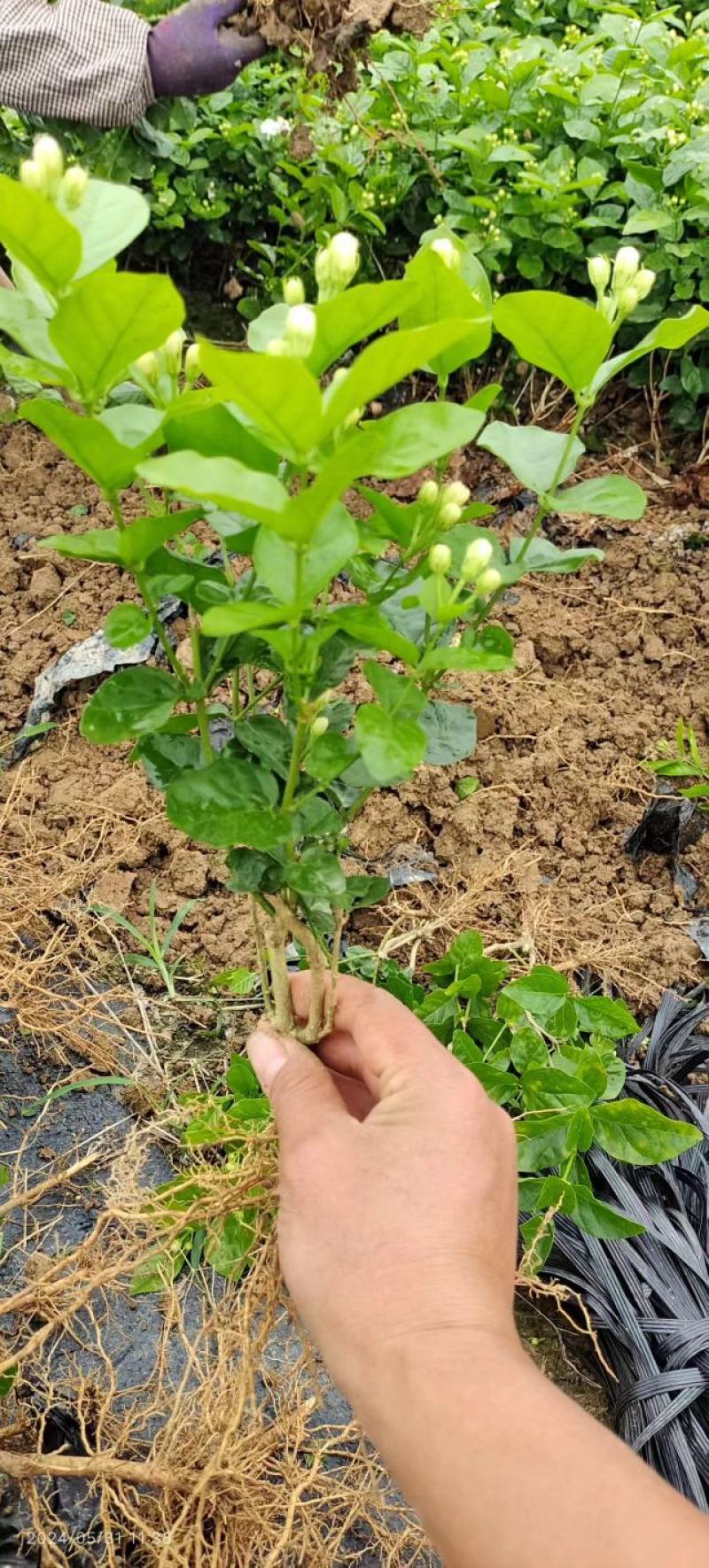 茉莉花地摊供应车厘子树苗木槿花树莓葡萄苗