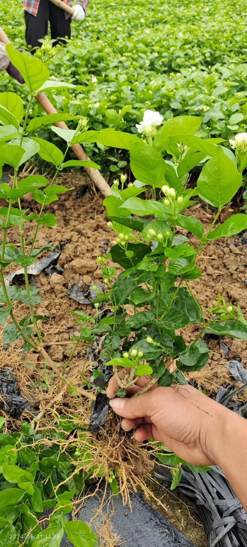 茉莉花地摊供应车厘子树苗木槿花树莓葡萄苗