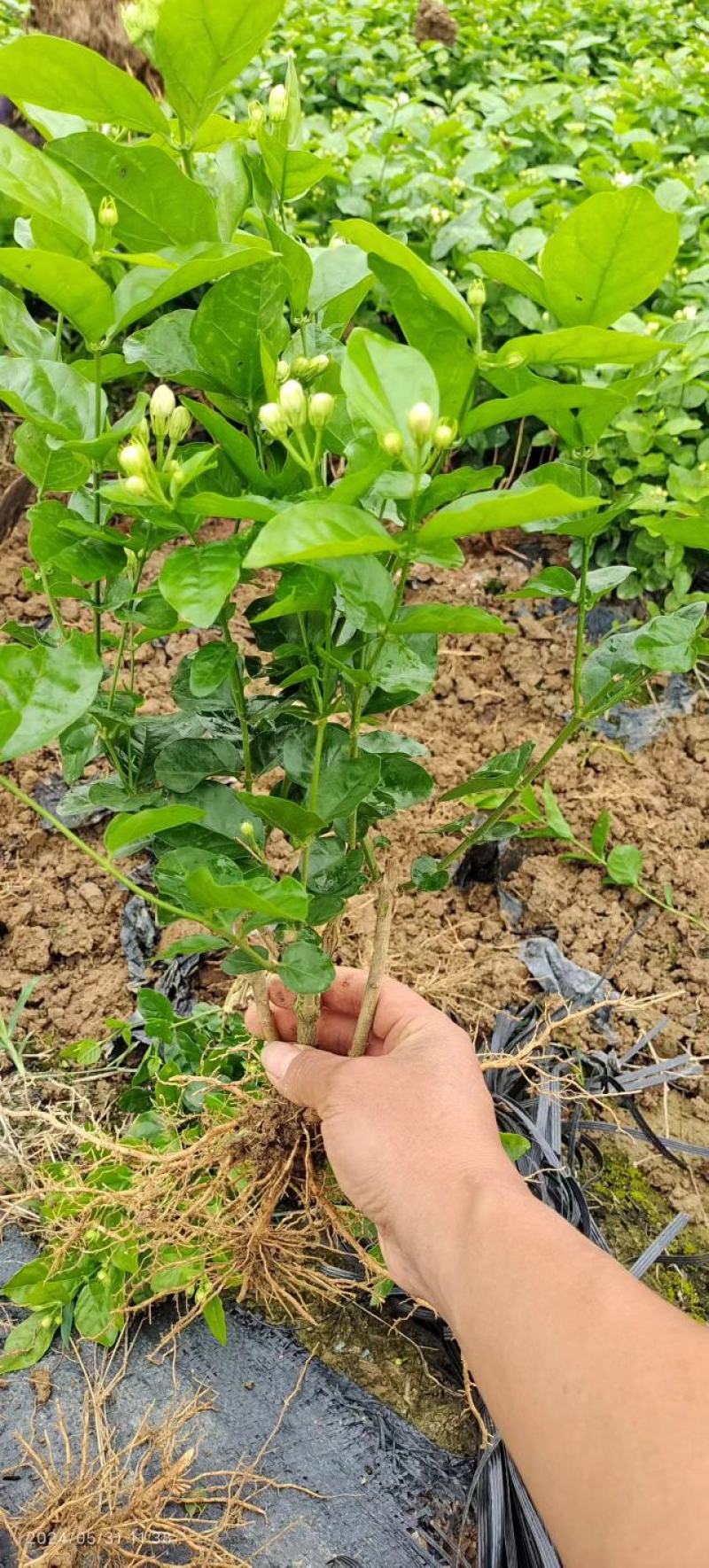 茉莉花地摊供应车厘子树苗木槿花树莓葡萄苗