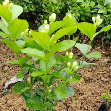 茉莉花地摊供应车厘子树苗木槿花树莓葡萄苗