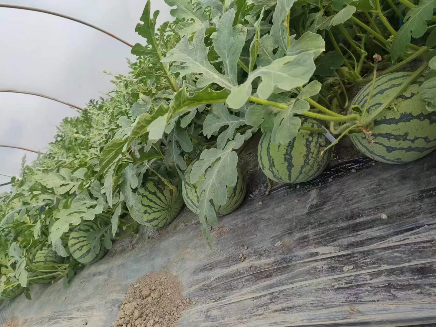 南汇8424西瓜成熟上市