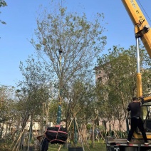 朴树15-16公分规格齐全可长年大量供应欢迎老板看货