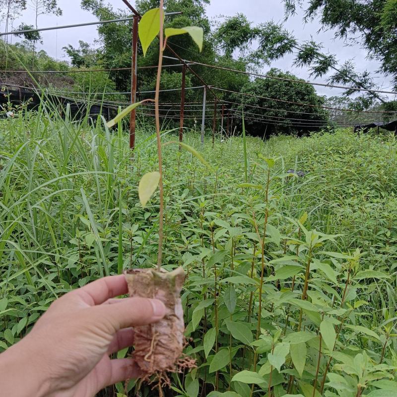 木姜子苗，山苍子苗