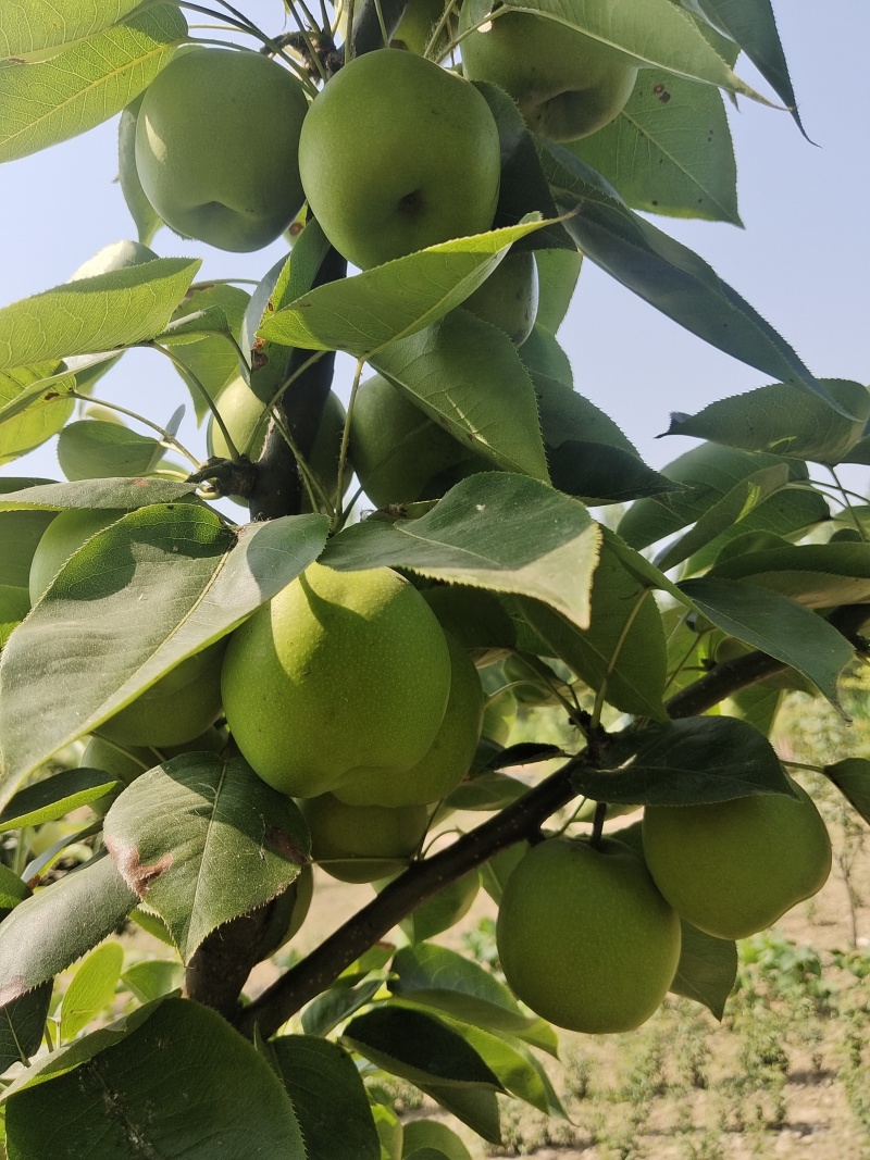 酥翠一号，翠冠梨，囗感脆甜，皮薄肉厚，对接批发市场和商超