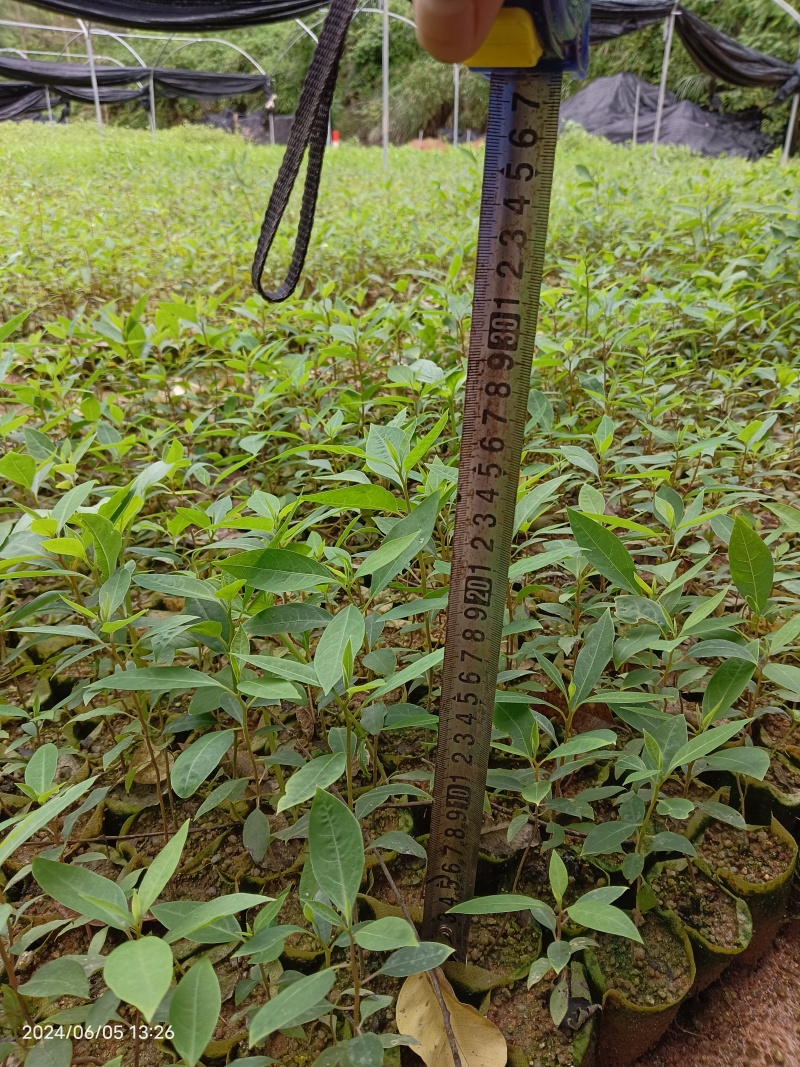 木姜子苗，山苍子苗