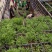 木姜子苗，山苍子苗