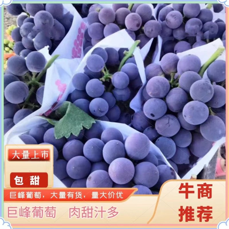 [推荐]青岛莱西无核葡萄葡萄巨峰葡萄产地直发