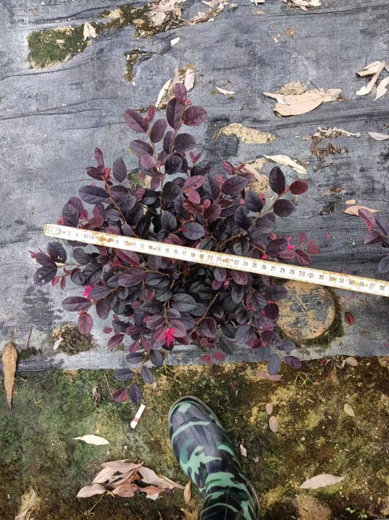 红花檵木小杯中杯布袋苗基地直销质量优质欢迎老板来电