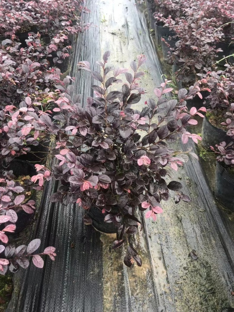 红花檵木小杯中杯布袋苗基地直销质量优质欢迎老板来电