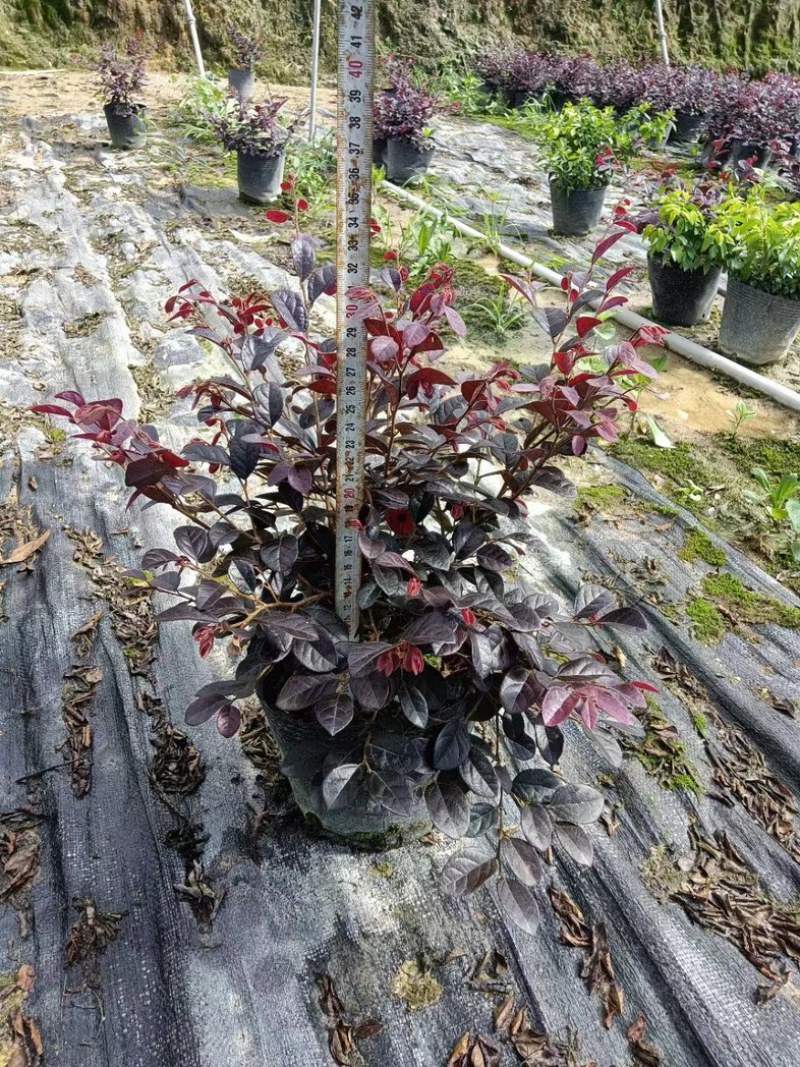 红花檵木小杯中杯布袋苗基地直销质量优质欢迎老板来电
