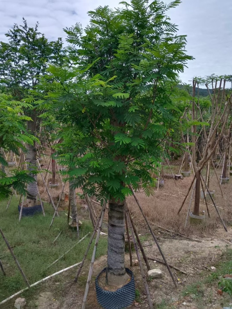南洋楹15～30公分基地直销规格齐全欢迎老板来电咨询