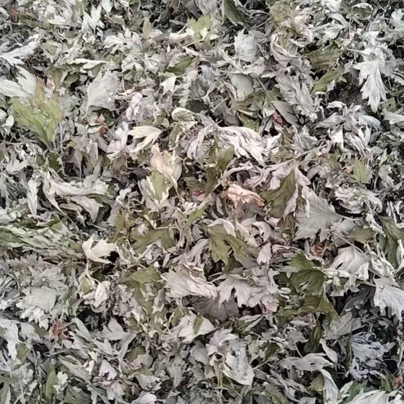 野生大白艾草纯叶干货艾灸泡脚包洗头泡澡艾叶中医足浴粉