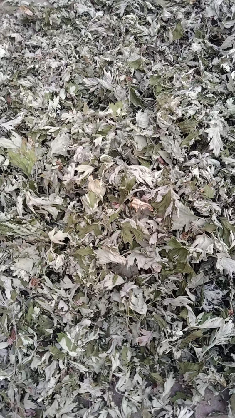 野生大白艾草纯叶干货艾灸泡脚包洗头泡澡艾叶中医足浴粉