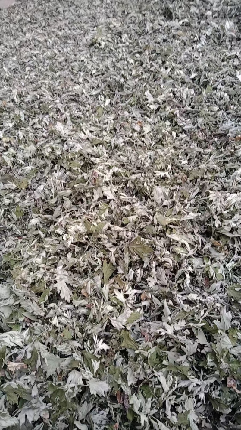 野生大白艾草纯叶干货艾灸泡脚包洗头泡澡艾叶中医足浴粉