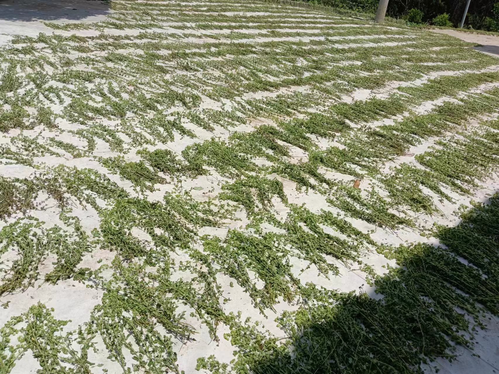 大豆棉衣物在室内通风处自然晾干,避免阳光直射 大豆棉衣物晾晒在通风处的场景