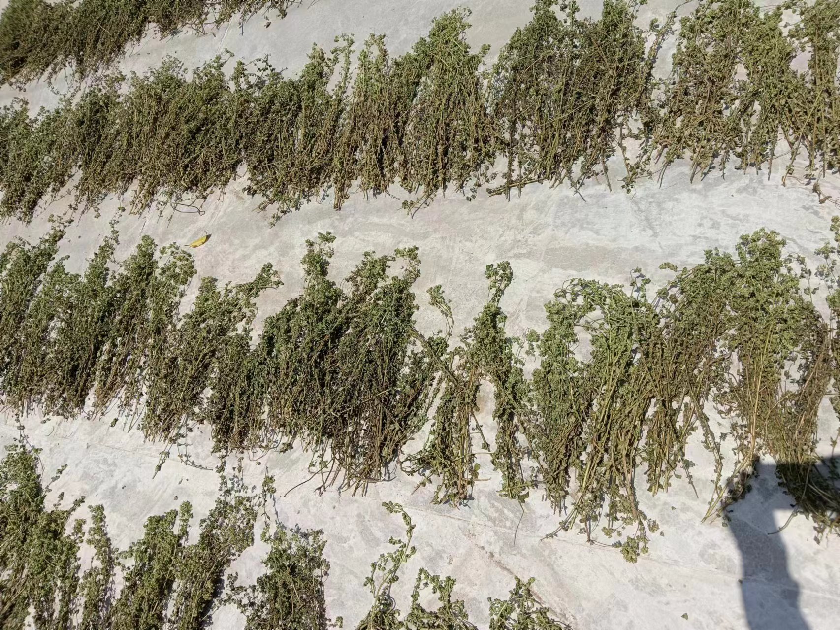 分心木的清洗与晾晒过程