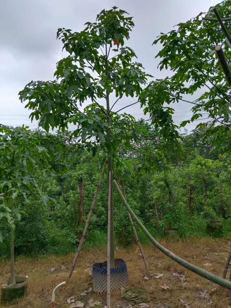 澳洲火焰木7～10公分基地直销规格齐全欢迎老板来电