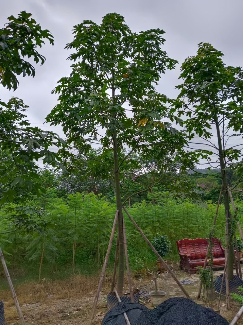 澳洲火焰木7～10公分基地直销规格齐全欢迎老板来电