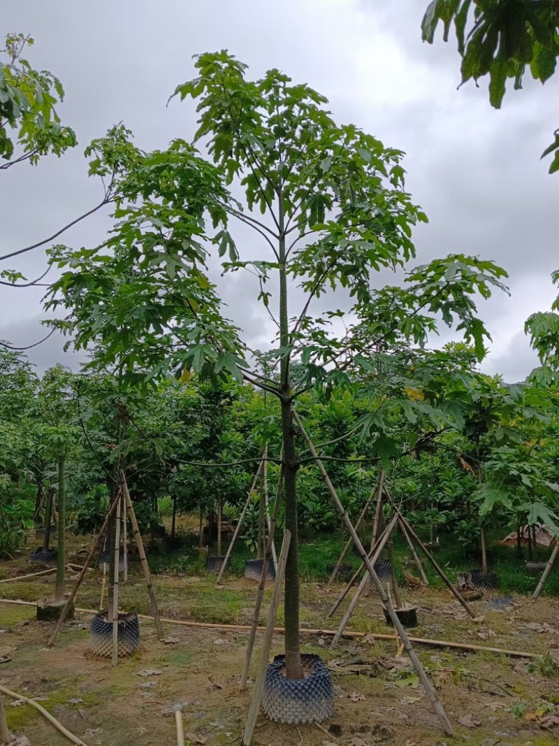 澳洲火焰木7～10公分基地直销规格齐全欢迎老板来电