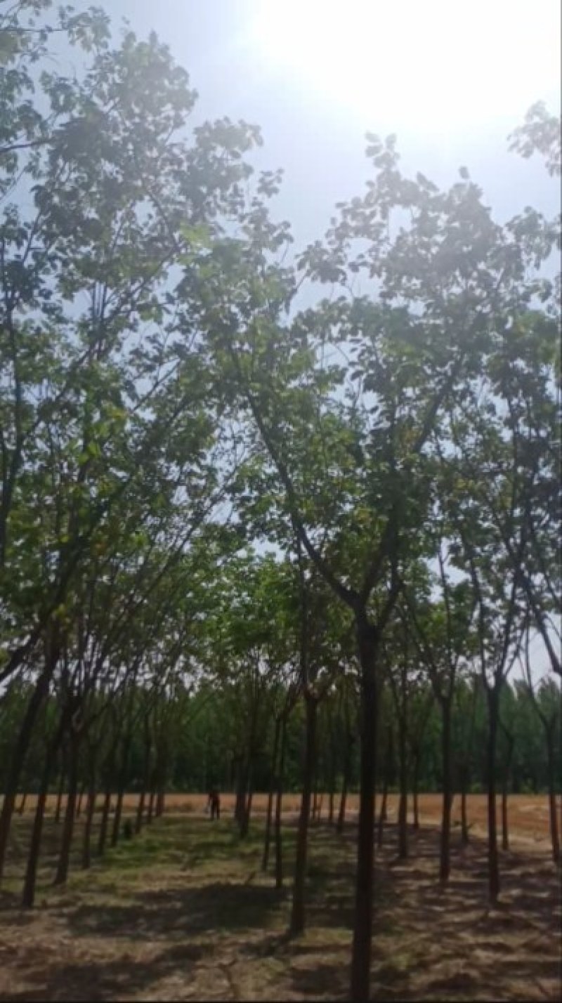 合欢树出售数量不限指哪挖哪