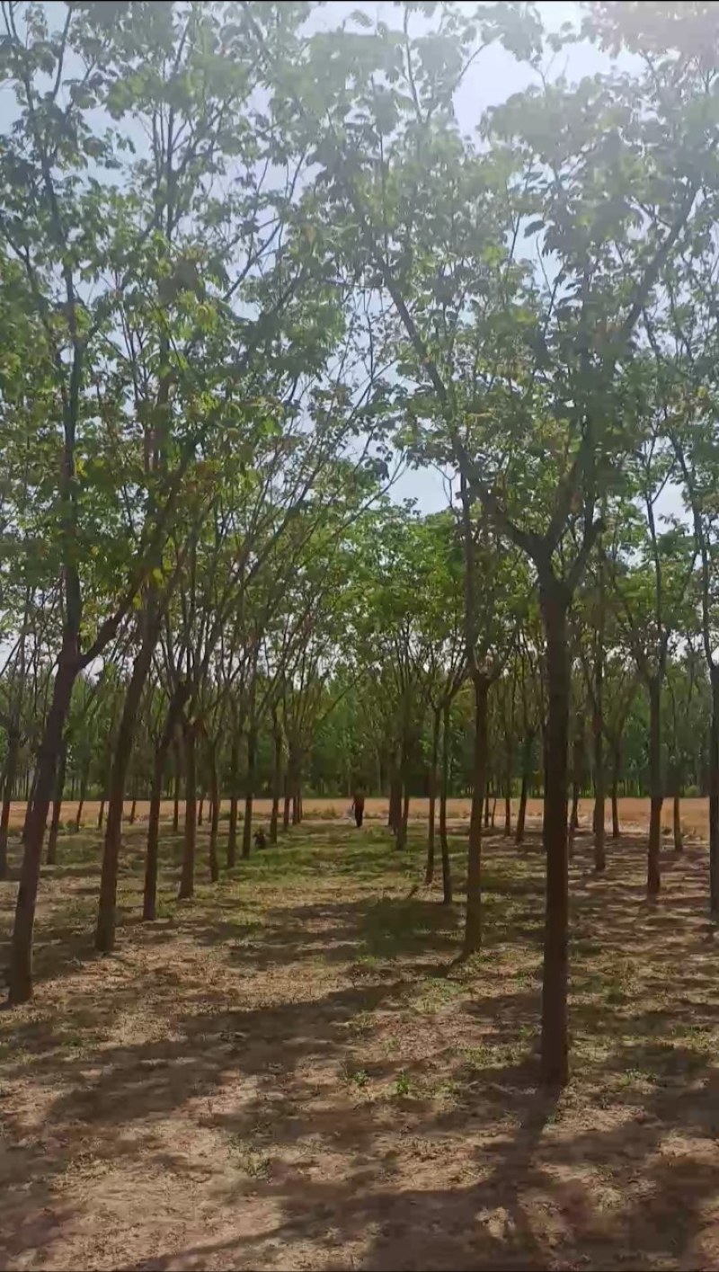 合欢树出售数量不限指哪挖哪