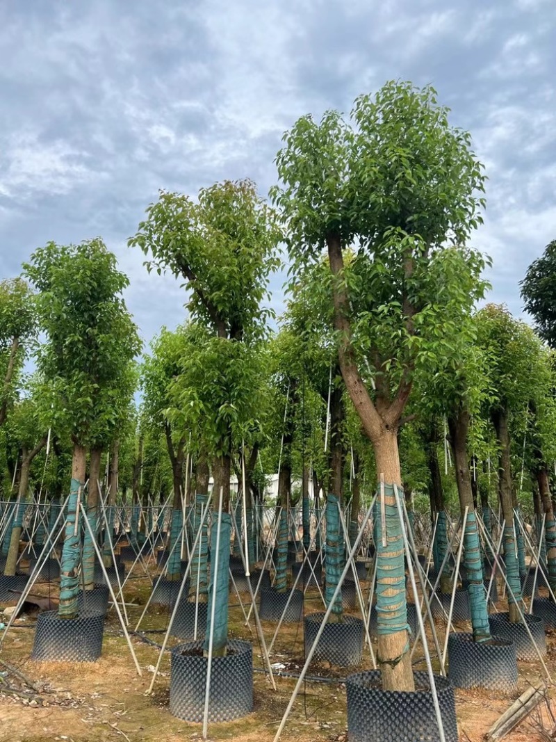 骨架香樟15～20公分基地直销规格齐全欢迎老板来电