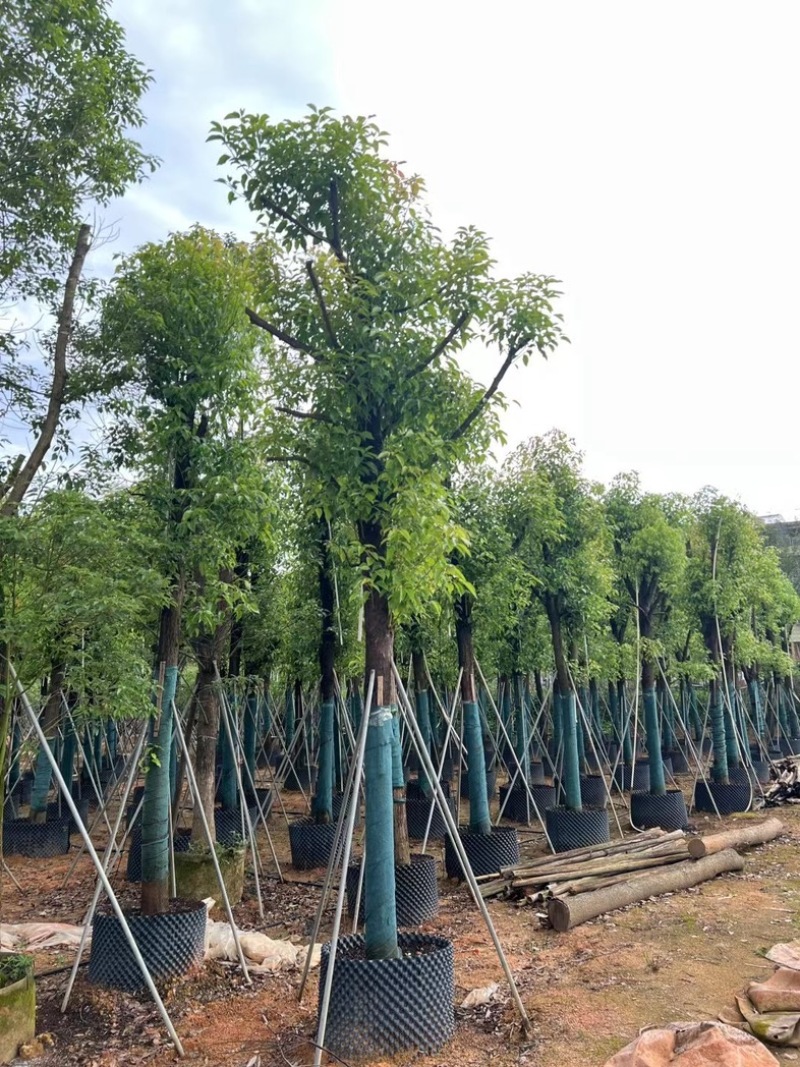 骨架香樟15～20公分基地直销规格齐全欢迎老板来电