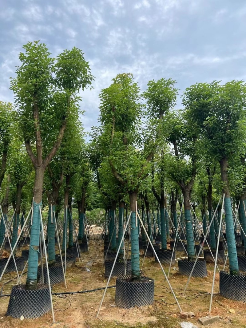 骨架香樟15～20公分基地直销规格齐全欢迎老板来电