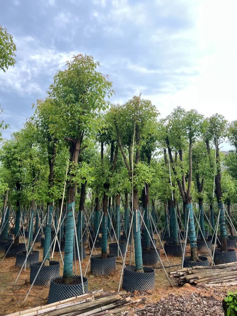 骨架香樟15～20公分基地直销规格齐全欢迎老板来电