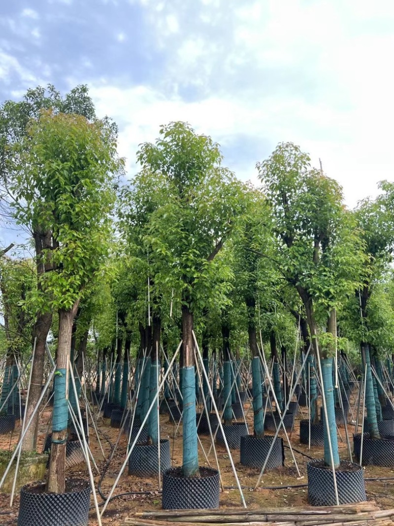 骨架香樟15～20公分基地直销规格齐全欢迎老板来电