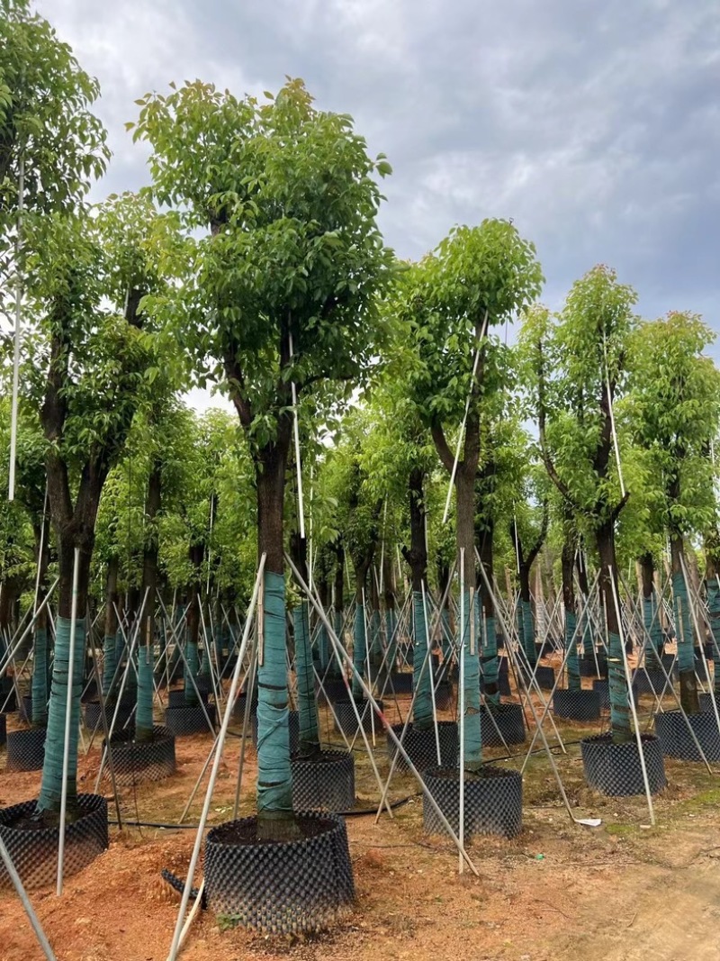 骨架香樟15～20公分基地直销规格齐全欢迎老板来电