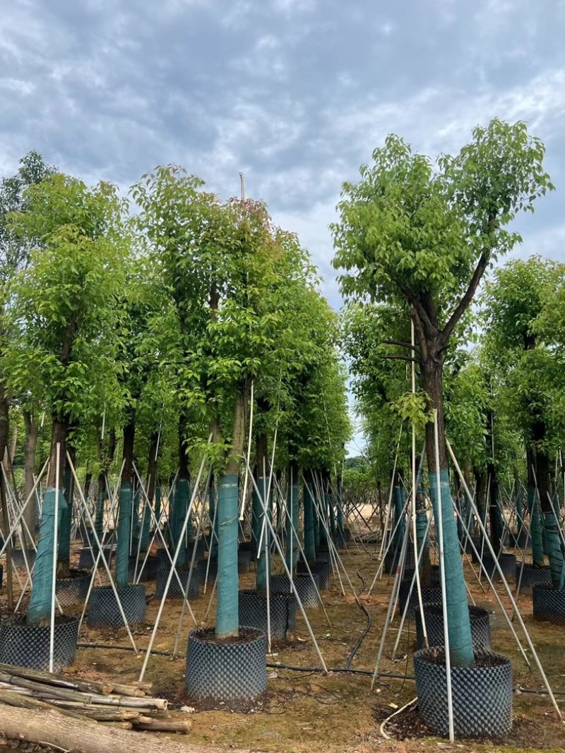 骨架香樟15～20公分基地直销规格齐全欢迎老板来电