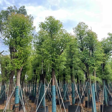 骨架香樟15～20公分基地直销规格齐全欢迎老板来电