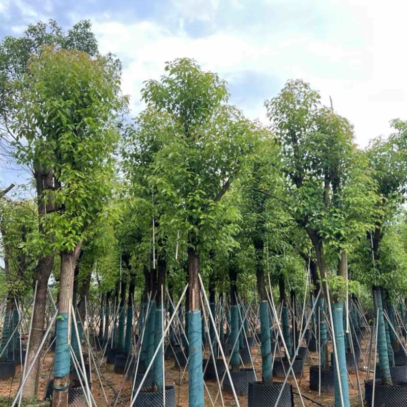 骨架香樟15～20公分基地直销规格齐全欢迎老板来电