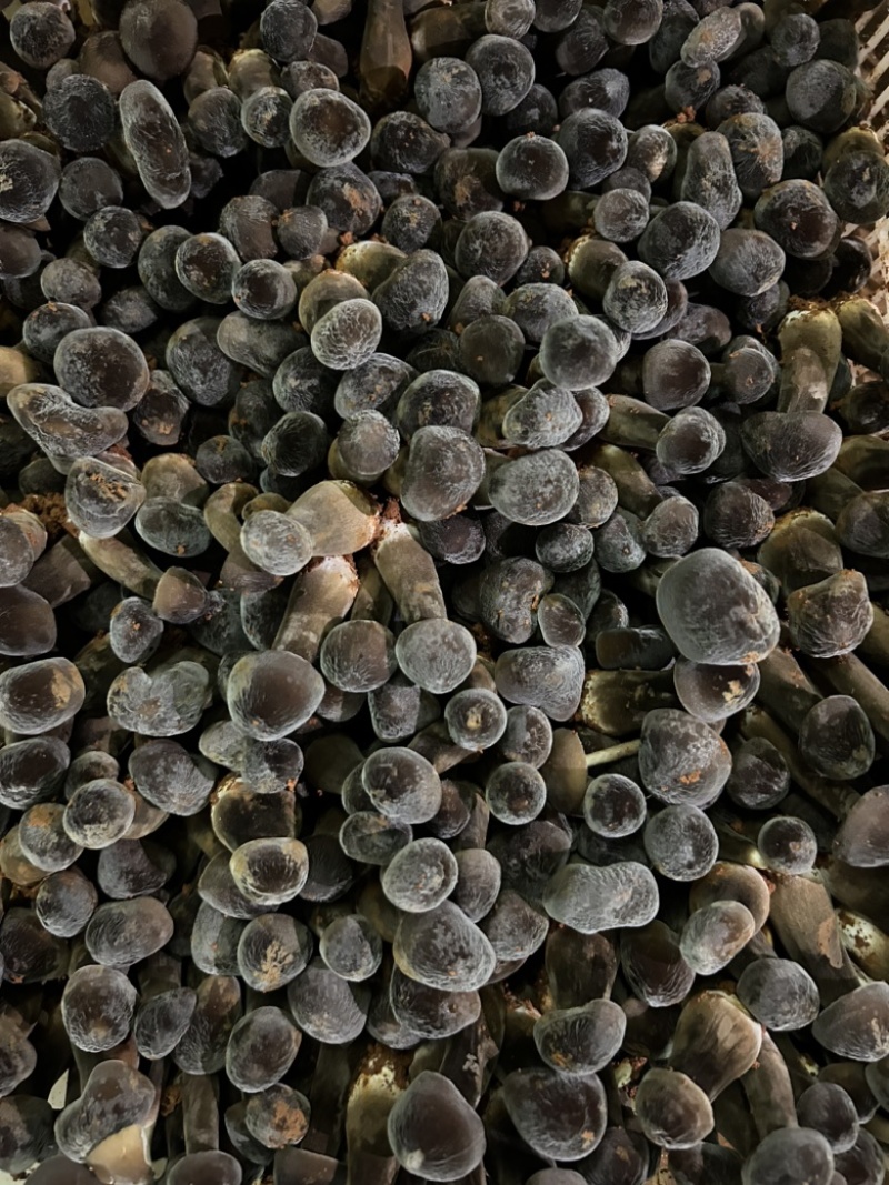 黑皮鸡枞菌对接各种市场货源充足量大从优欢迎咨询