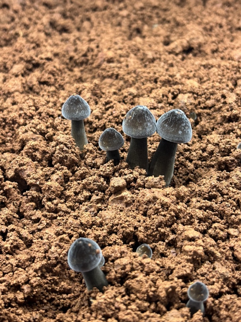 黑皮鸡枞菌对接各种市场货源充足量大从优欢迎咨询