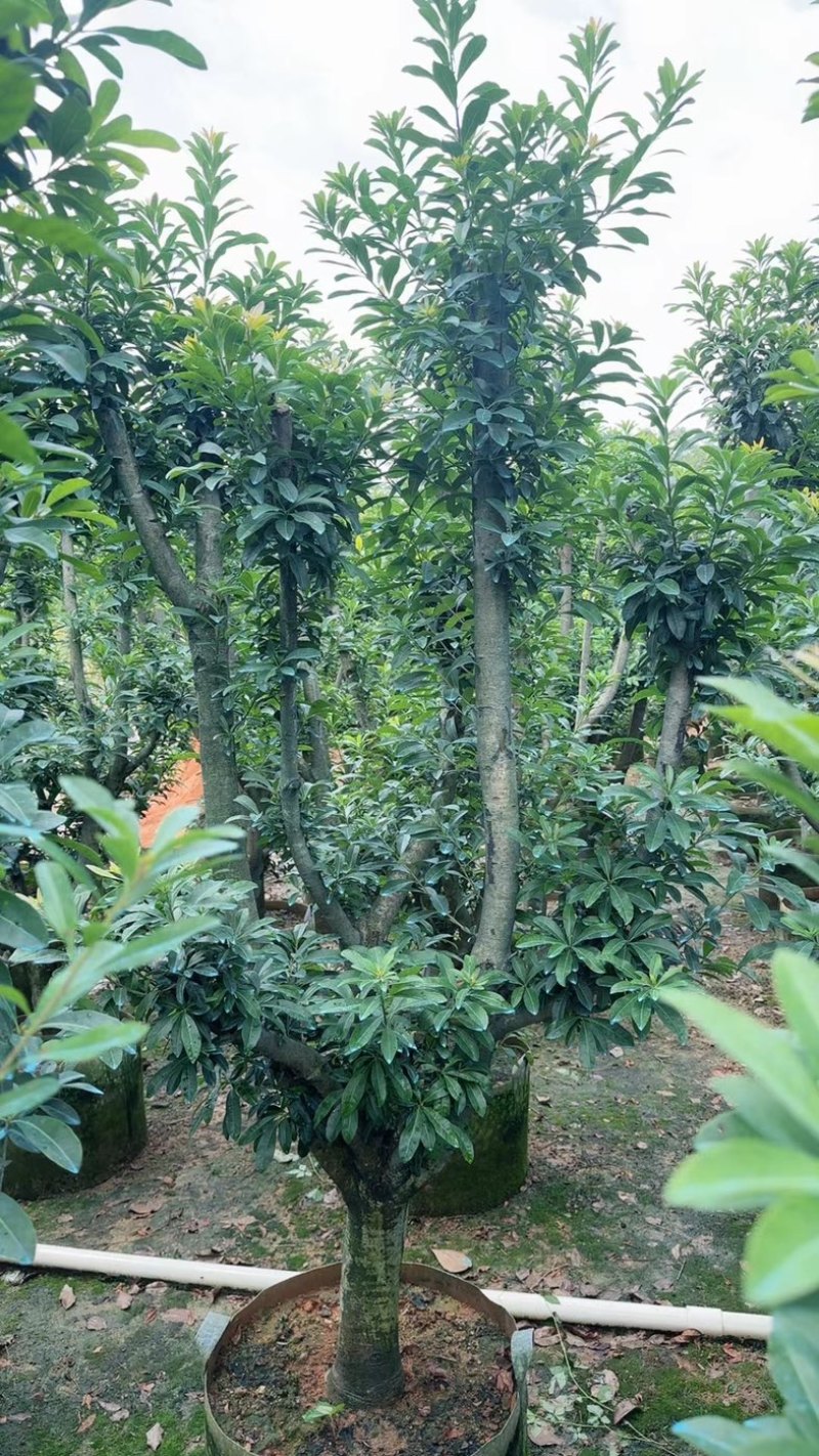 杨梅树3～10公分基地直销规格齐全欢迎老板来电咨询