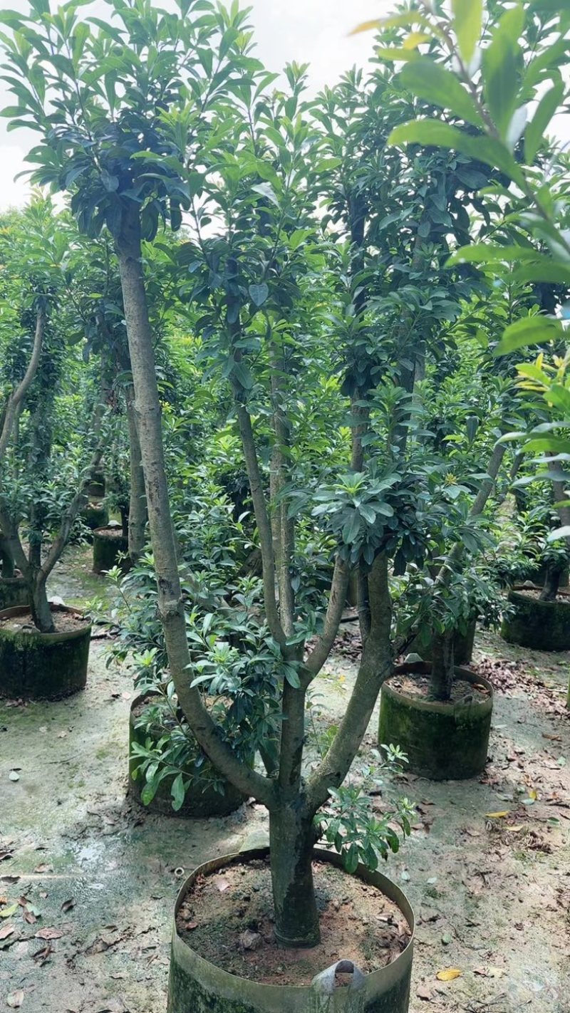 杨梅树3～10公分基地直销规格齐全欢迎老板来电咨询
