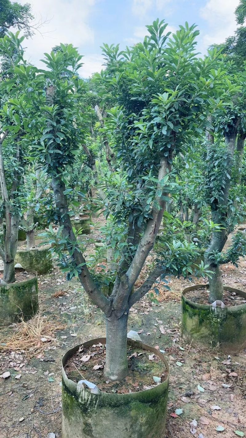 杨梅树3～10公分基地直销规格齐全欢迎老板来电咨询